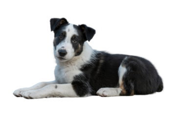 Adorable black and white puppy lying down, isolated on transparent background. background removed