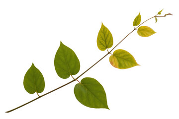 Fototapeta premium A sprig with several heart-shaped leaves, showcasing variations in green hues against a solid background. background removed