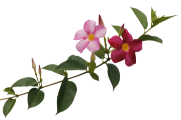 Pink and red Mandevilla flowers with green leaves on a branch, isolated on a transparent background. background removed