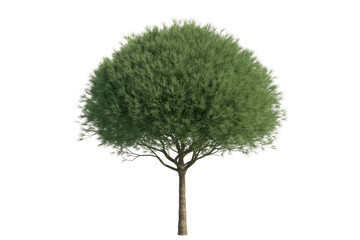 A 3D rendered image of a lush, green, round-topped tree isolated on a transparent background. background removed