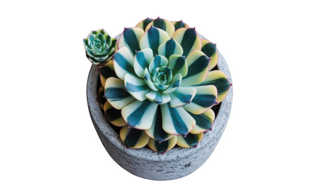 A top view of a Echeveria succulent in a gray pot, showcasing its vibrant green and yellow striped leaves. background removed - Powered by Adobe