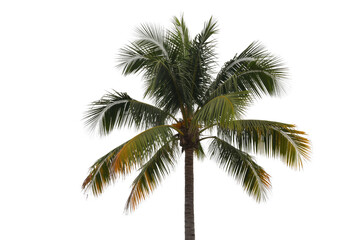 A single coconut palm tree with lush green fronds, isolated on a transparent background. background removed