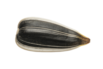 A single, black and white striped sunflower seed, isolated on a transparent background. background removed