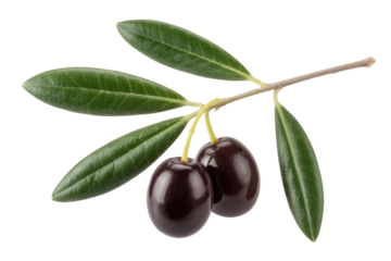 Two ripe black olives on a branch with green leaves, isolated on a transparent background. background removed