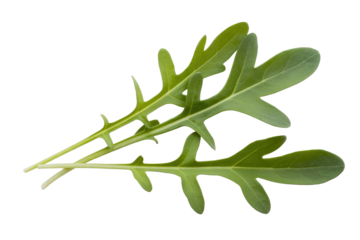 Two fresh arugula leaves, isolated on a transparent background, showcasing their vibrant green color and unique shape. background removed