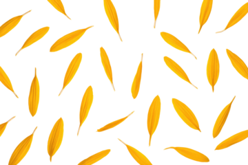 Scattered yellow flower petals on a transparent background create a vibrant, natural pattern. background removed