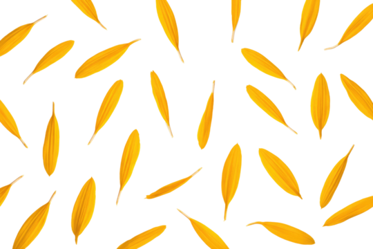 Scattered yellow flower petals on a transparent background create a vibrant, natural pattern. background removed