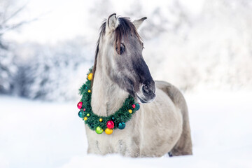 Dun Konik horse wearing Christmas wreath with colorful baubles in snowy winter landscape, festive outdoor portrait © Annabell Gsödl