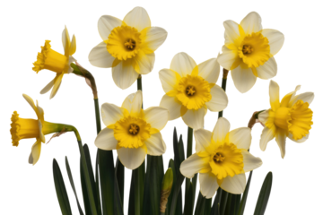 A cluster of seven daffodils with white petals and yellow centers, against a transparent background. background removed