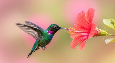 Fototapeta premium Vibrant hummingbird with iridescent feathers sips nectar from a delicate pink flower