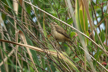 A Sedge Warbler young.