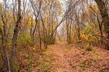 Fototapeta premium Autumn on the Canadian prairies