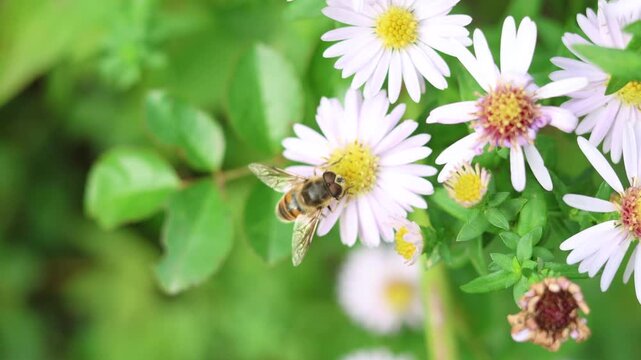 Overhead capture showcases a striped hoverfly intently gathering nectar from a white aster, nestled within a garden blooming with lavender hues and verdant greenery in nature