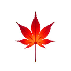 Closeup of a vibrant red japanese maple leaf, isolated on transparent background, showcasing its intricate veins and pointed lobes