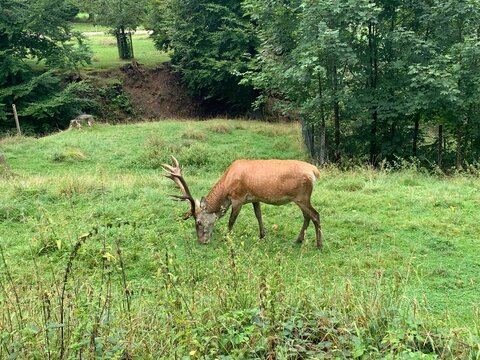 Grasender Hirsch, Rothirsch / Rotwild am Wald
