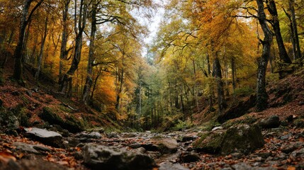 Obraz premium Autumn forest scene with colorful leaves and a dried creek bed, soft light, tranquil