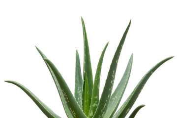 Close-up of an aloe vera plant with its succulent green leaves against a transparent background. background removed