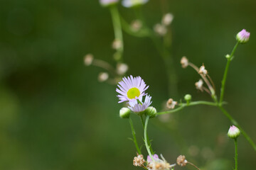 Close-up macro image of a blossoming annual fleabane flower, showcasing its bright yellow center and delicate petals against a backdrop of verdant green foliage in a natural setting.