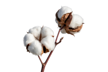 Two fluffy cotton bolls on a branch against a transparent background. background removed