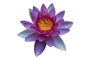 Obraz premium A vibrant purple water lily with a bright yellow center, isolated on a transparent background. background removed