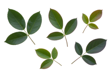 Collection of five rose leaves, isolated on transparent background.  Green foliage with serrated edges. background removed