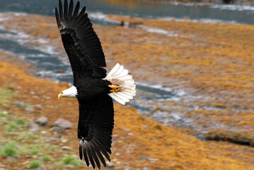 birds-alaska-close-up-overview-american-bald-eagle-flying-full-wingspan