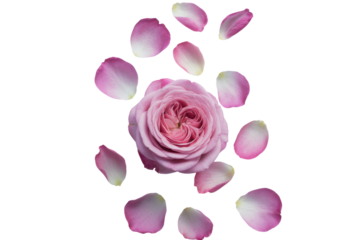 A single pink rose with scattered petals on a transparent background.  Beautiful floral arrangement. background removed