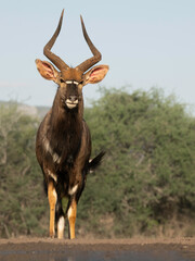 lowland nyala or simply nyala (Tragelaphus angasii) is a spiral-horned artiodactyl antelope native to Southern Africa