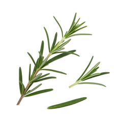 Fototapeta premium Fresh rosemary sprigs, isolated on transparent background, perfect for culinary or medicinal use. background removed
