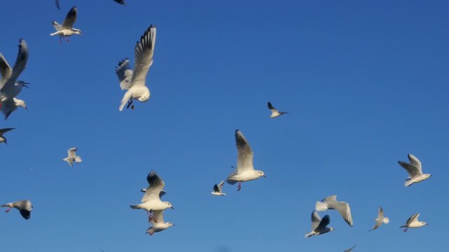 Low angel shot of seagulls soar gracefully across a vivid blue sky with scattered clouds during golden hour, wings spread wide in a cinematic frame capturing freedom, movement, and wild beauty.