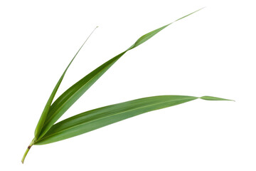 Fototapeta premium Three vibrant green leaves isolated on a transparent background, showcasing their elegant, slender forms. background removed