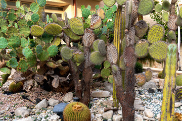 Tropical Cactus Garden in Warm Climate