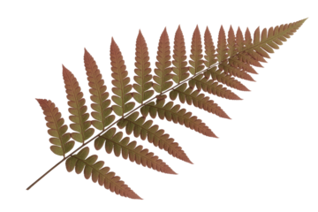 A single, reddish-brown fern frond isolated on a transparent background, showcasing intricate details. background removed