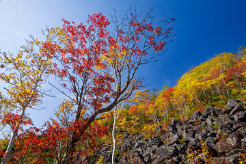 千畳くずれと紅葉