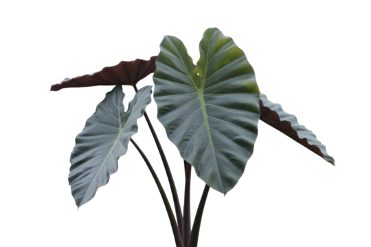 Three large, dark green leaves with maroon accents emerge from dark stems against a transparent background. background removed