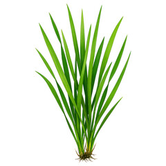 Fototapeta premium Bright Green Seagrass Blades Cluster