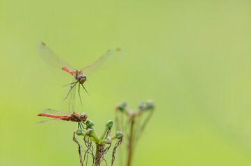 A dragonfly flying close to a dragonfly perched on a wild plant, clearly visible against a soft, plain green gradient background.
