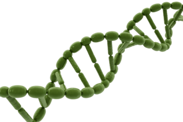 3D rendered image of a DNA double helix, olive green, against a muted transparent background. background removed