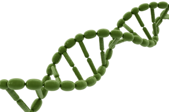 3D rendered image of a DNA double helix, olive green, against a muted transparent background. background removed