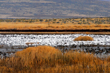 birds-migration-california-large-flock-snow-geese-feeding-tule-lake-thousands