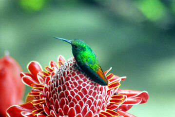 birds-costa-rica-close-up-colorful-green-hummingbird-perched-red-ginger-bloom-flower