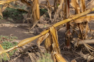 Dry stalk of corn in the field after harvest.