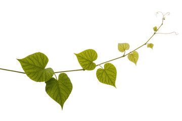 Fototapeta premium A vine with heart-shaped leaves and tendrils against a transparent background. background removed