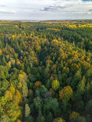 Obraz premium autumn landscape with trees