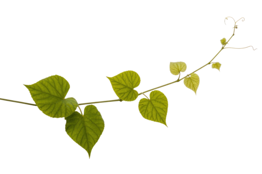 A vine with heart-shaped leaves and tendrils against a transparent background. background removed - Powered by Adobe