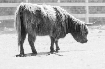Scottish Highland Cow