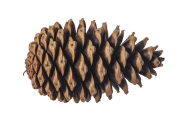 A detailed close-up of a single, large pine cone, isolated on a transparent background. background removed