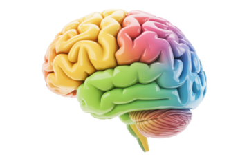 Colorful 3D model of human brain showcasing its lobes and structures. background removed