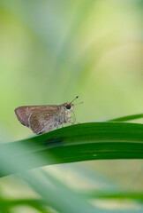 Skipper butterfly from the Hesperiidae family is standing on the grass, clearly visible against a soft, plain green gradient background.