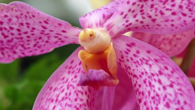 Mokara blooming in the garden
